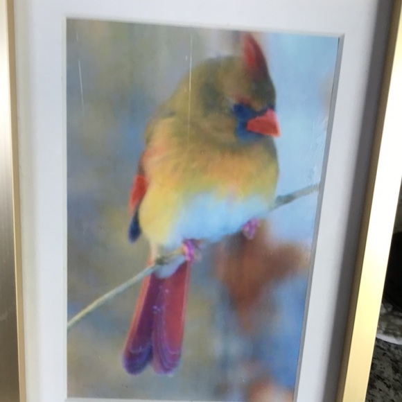 Framed cardinal photo - Picture 2 of 4